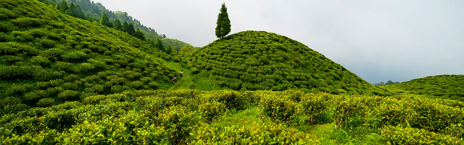 tea estate west bengal