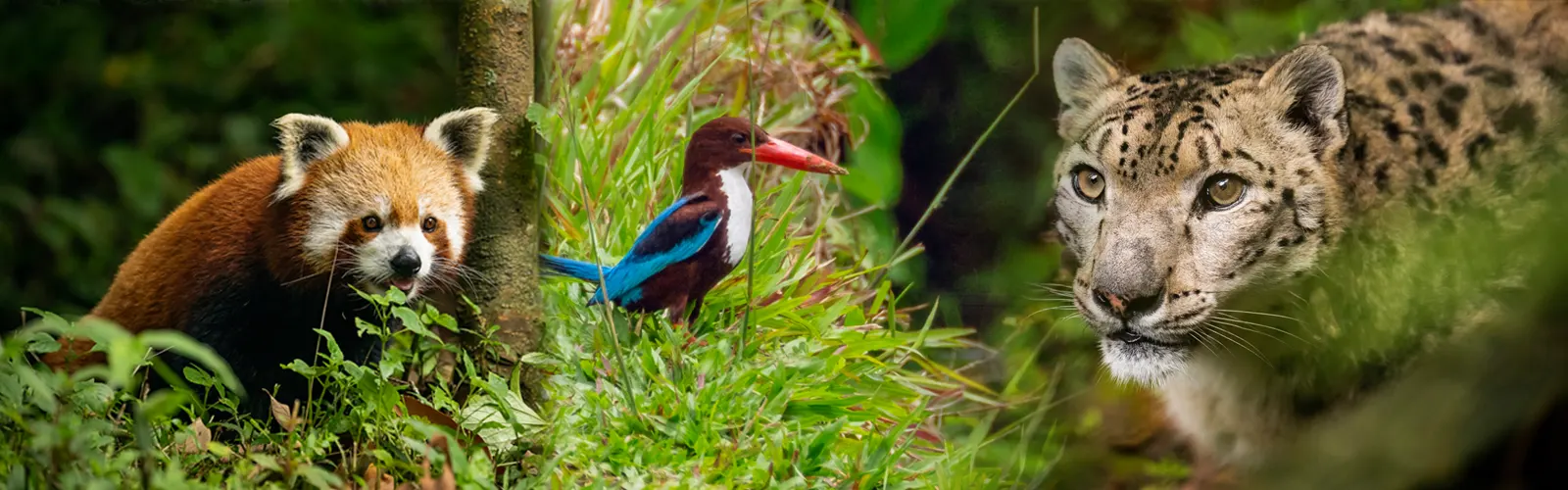 west-bengal-wildlife