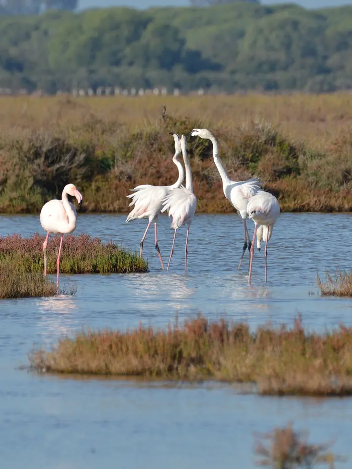 Kadalundi Bird Sanctuary