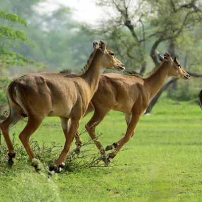 Debrigarh Wildlife Sanctuary