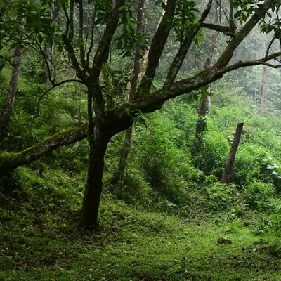 Gorumara National Park