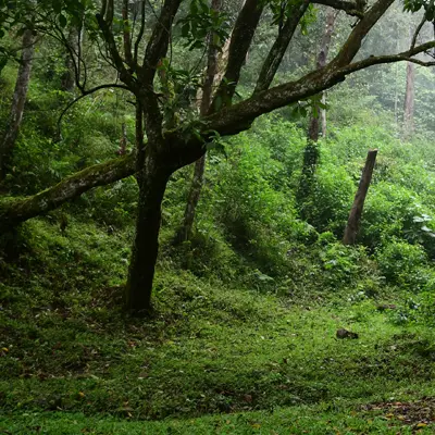 Jaldapara National Park