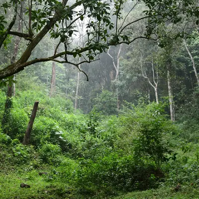 Neora valley National Park