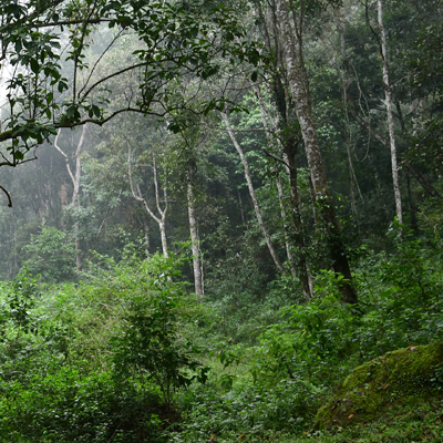 Singalila National Park