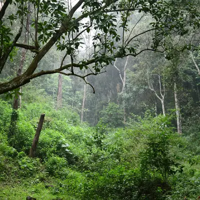 Sundarbans National Park