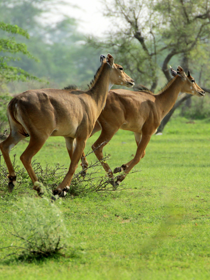 Bandh Baretha Wildlife Sanctuary