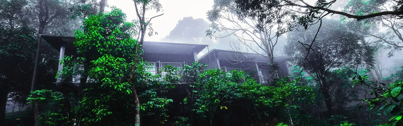 Wayanad Wild: A luxury wildlife resort experience