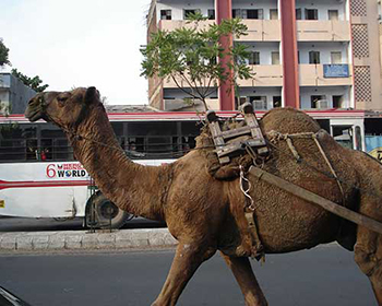 Ahmedabad Camel