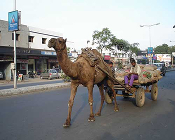 Ahmedabad Camel