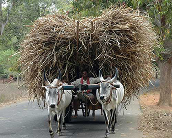 Bullocks carting hay, near Cardamom House, Dindigul