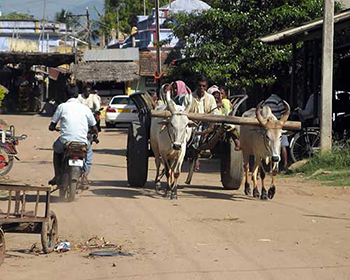 Village street scene, near Cardamom House, Dindigul