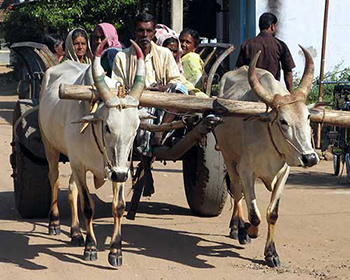 Bullock cart carrying village people, near Cardamom House, Dindigul