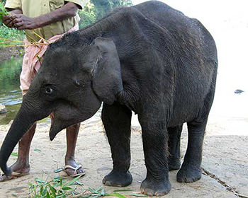 Baby Elephant - 3 Months Old