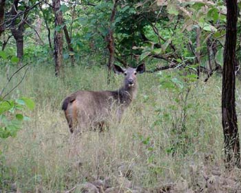 Sambar Deer, Gir Forest, Sasan