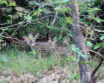 Sambar Deer, Gir Forest, Sasan