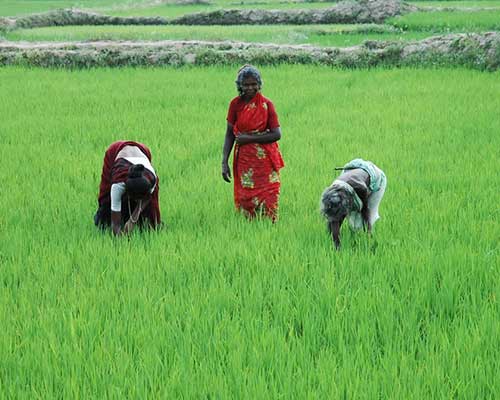 Cauvery Delta Rice Harvesting