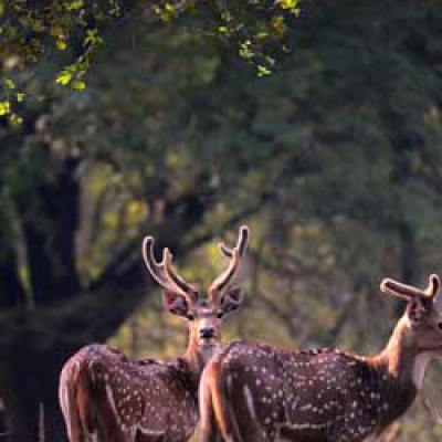 Bandhavgarh & Kanha National Park - Madhya Pradesh