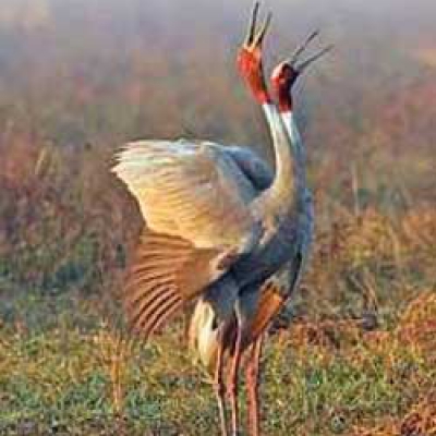 Keoladeo National Park - Rajasthan