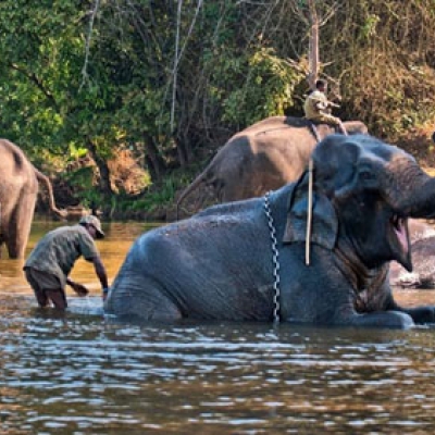 Dubare Elephant Camp karnataka