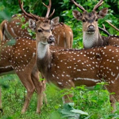 Wildlife - Karnataka