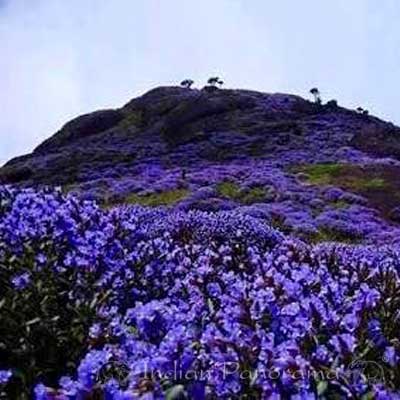 Neelakurinji Flower: A Rare Bloom that Occurs Once in 12 Years