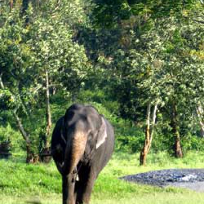 Mudumalai National Park & Wildlife Sanctuary - Nilgiri