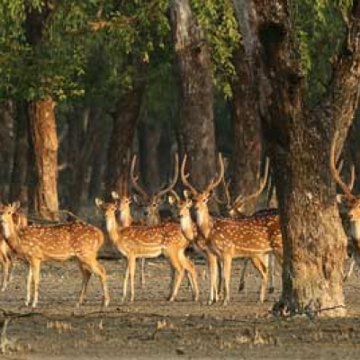 Sundarbans Forest