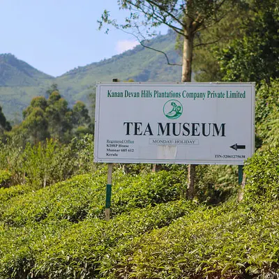 Tea Tasting