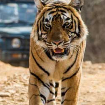 Corbett Tiger Reserve - Uttarakhand