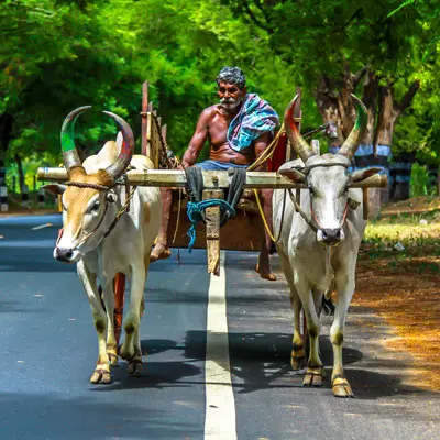 culture-of-tamil-nadu culture-of-tamil-nadu