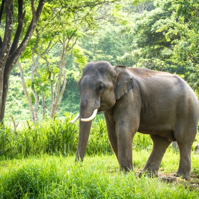 Elephants Of South India