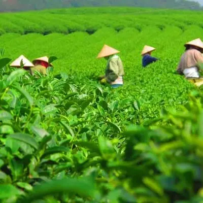 Hornbill & Tea Festival Hornbill & Tea Festival