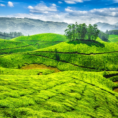 Ooty And Munnar Tour