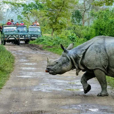 Tea, Tribes & Rhinos - North East India Tour Tea, Tribes & Rhinos - North East India Tour