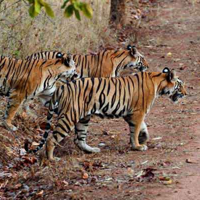 Wildlife Of North & South India