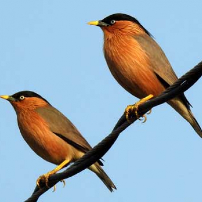 Bharatpur Bird Sanctuary and Agra