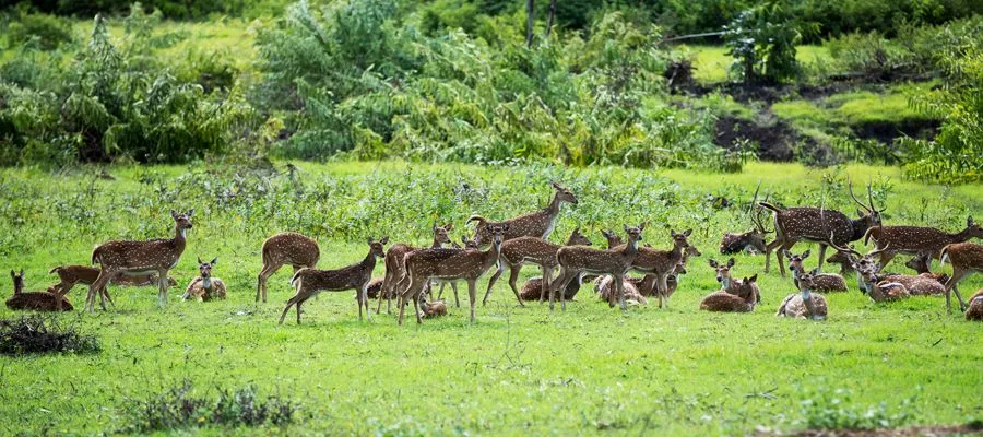 Bandipur National Park