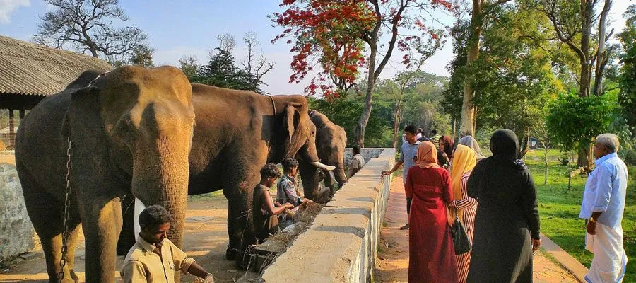 Dubare Elephant Camp Tour | Indian Panorama