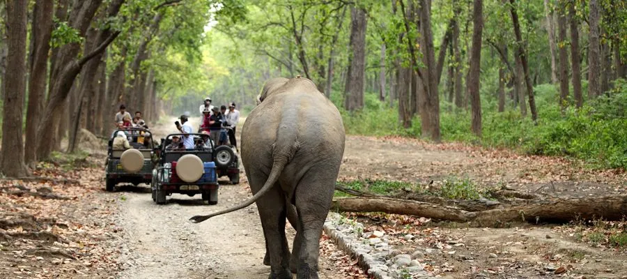 Jim Corbett National Park