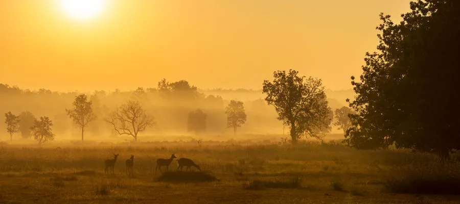 Kanha National Park