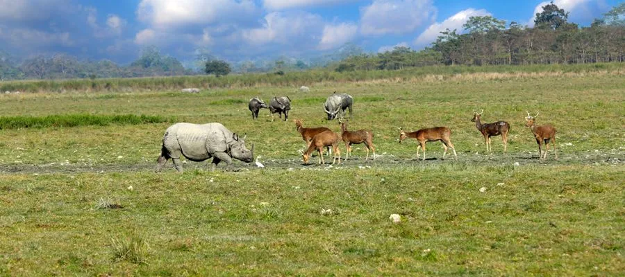 kaziranga National Park