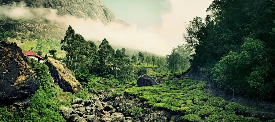 Places to visit in may in Kerala Munnar | Indian Panorama