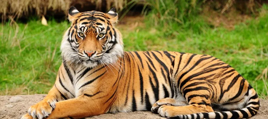 Bengal Tiger