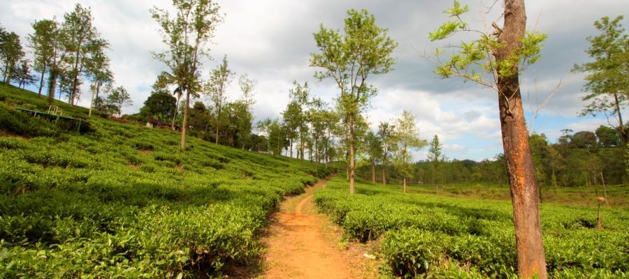 Kerala: Five best things to do in Munnar | Indian Panorama