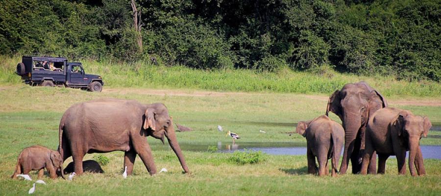 Elephants of India | Indian Panorama