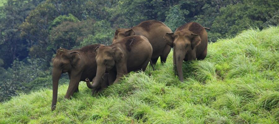 MUNNAR – The Cordial Confluence of the Triad | Indian Panorama