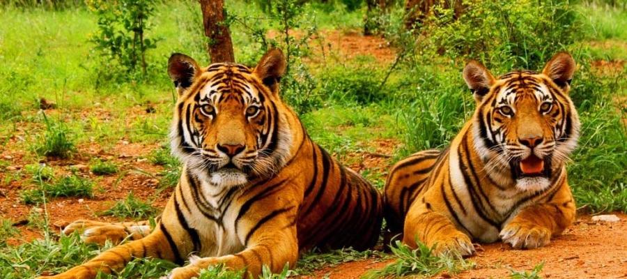 Jim Corbett National Park in Uttarakhand