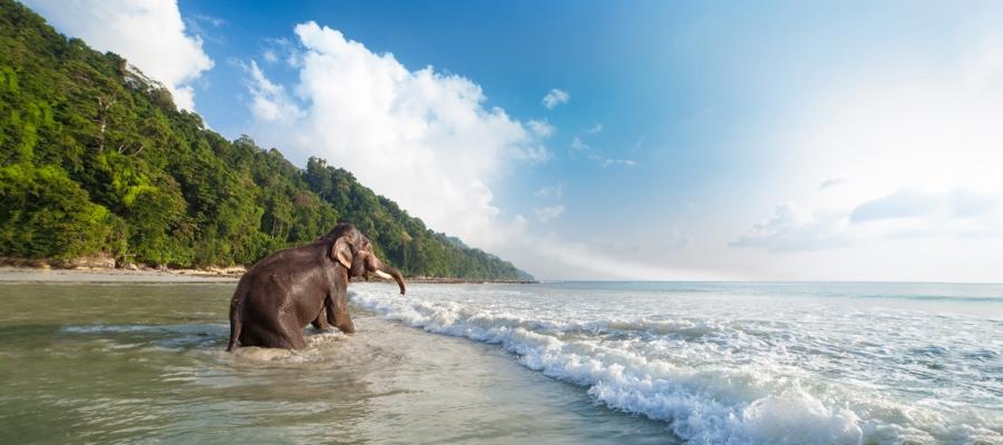 Best India Tour Operator