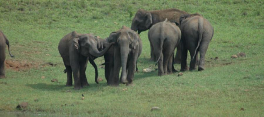 The best way to experience the Indian Himalaya with an excellent driver, spectacular scenery and wonderful wildlife. | Indian Panorama