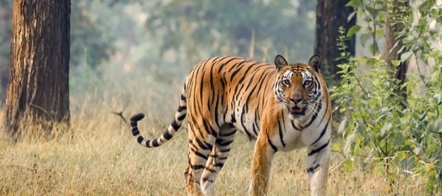Reasons Why Ranthambore is the Best Park in India for Tiger Safaris | Indian Panorama